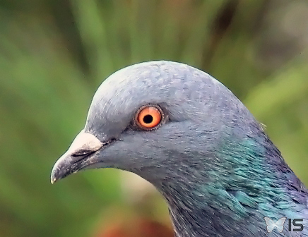 Portrait d'un Pigeon biset